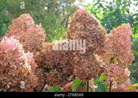 Teste di fiori marroni e rosa sbiadenti di Hydrangea paniculata, o ortensia 'PhantomÕ. Foto Stock