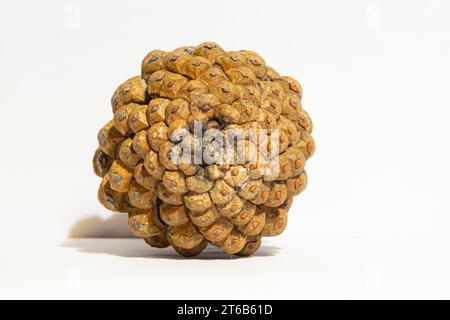Semi della parte posteriore di un cono di pino Foto Stock