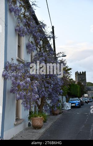 Wisteria a Inistioge, Co. Kilkenny, Irlanda. Foto Stock