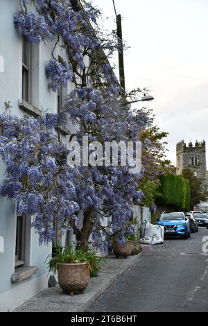 Wisteria a Inistioge, Co. Kilkenny, Irlanda. Foto Stock