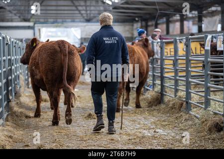 Pedigree Salers vendita di bestiame da manzo a Castle Douglas, in Scozia Foto Stock