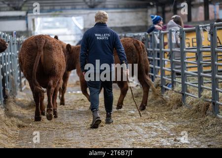 Pedigree Salers vendita di bestiame da manzo a Castle Douglas, in Scozia Foto Stock