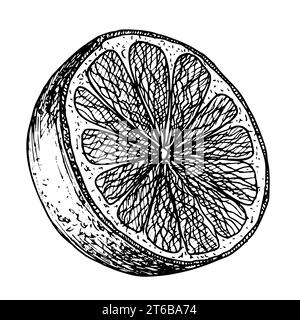 Fetta di frutta d'arancia. Illustrazione vettoriale disegnata a mano con metà degli agrumi su sfondo bianco isolato. Disegno lineare di clementine in bianco e nero per l'etichetta del prodotto con icona o logo. Illustrazione Vettoriale