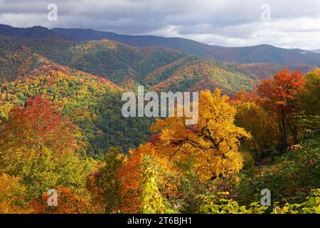 Colori autunnali vivaci sulle montagne del Great Smoky Mountains National Park Foto Stock