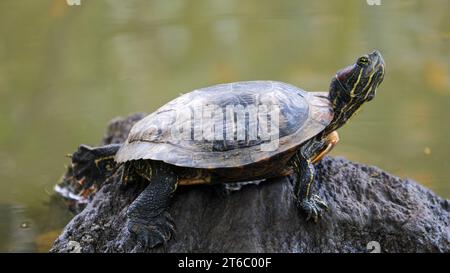 Tartaruga che guarda intorno vicino all'acqua sulla roccia. Foto Stock