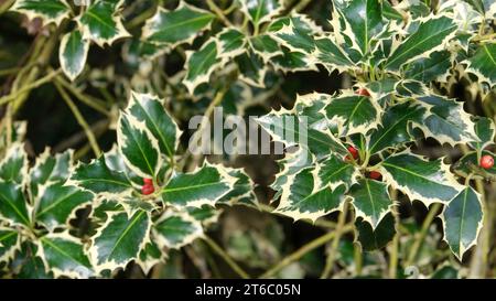 Primo piano inglese holly ilex aquifolium con bacche rosse. Foglie affilate con bacche rosse. Foto Stock