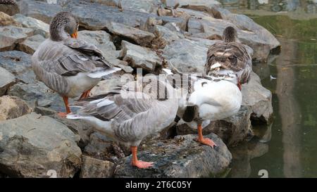 Chiudere una testa d'oca grigia con becchi arancioni all'interno della piuma del corpo. Messa a fuoco selettiva inclusa. Area open space. Foto Stock