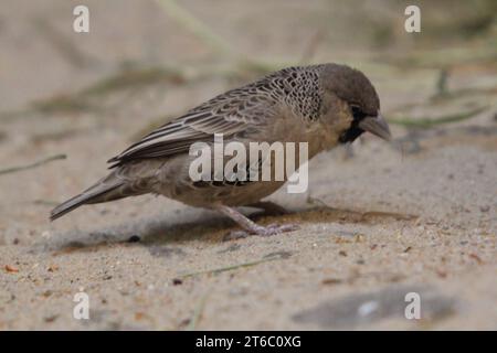 Il tessitore socievole (Philetairus socius), conosciuto anche come tessitore sociale comune, tessitore sociale comune e tessitore sociale, è una specie di BI Foto Stock