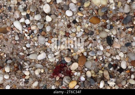 Primo piano su Pebbles on the Beach Foto Stock