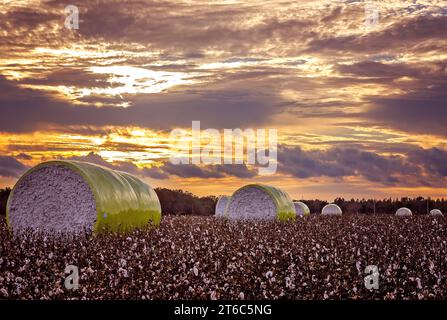 Balle rotonde di cotone si trovano in un campo della contea di Mobile al tramonto, 8 novembre 2023, a Grand Bay, Alabama. La maggior parte del cotone coltivato in Alabama è il cotone Upland. Foto Stock