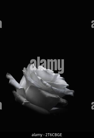 Fotografia macro di una rosa bianca con sfondo nero, minimalismo, spazio di copia, spazio negativo, verticale Foto Stock