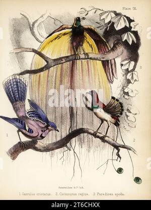 Blue jay, Cyanocitta cristata 1, re uccello del paradiso, Cicinnurus regius 2 e grande uccello del paradiso, Paradisaea apoda 3. Litografia colorata a mano di Bauerrichter da Adam Whites Popular History of Birds, Lowell Reeve, Covent Garden, Londra, 1855. Foto Stock