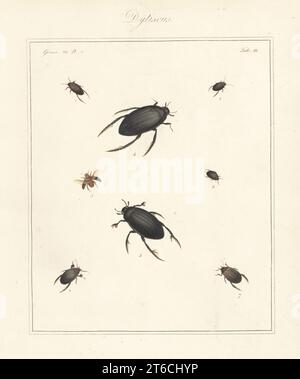 Scarabeo d'acqua, Hydroporus erythrocephalus 1, Agabus uliginosus 2,5, Great Silver water Beetle, Hydrophilus piceus 3,4, Agabus bipustulatus 6, Graphoderus cinereus 7 e Acilius sulcatus 8. Incisione su copperplate a mano di Thomas Martyns, entomologo inglese, che espone tutti gli insetti Coleopteri trovati in Inghilterra, Academy for Illustrating and Painting Natural History, Londra, 1792. Foto Stock