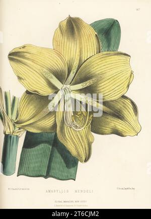 Amaryllis mendelii, cresciuto da Bernard Samuel Williams di Victoria e Paradise Nurseries, Upper Holloway. Come Amaryllis mendeli. Illustrazione botanica a mano disegnata e litografata da Worthington George Smith da Henry Honywood Dombrain's Floral Magazine, New Series, Volume 4, L. Reeve, Londra, 1875. Litografia stampata da Vincent Brooks, Day & Son. Foto Stock