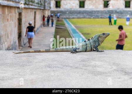 Iguana a coda di manzo nero (Ctenosaura similis) nelle rovine maya di Uxmal, Yucatan, Messico. Foto Stock