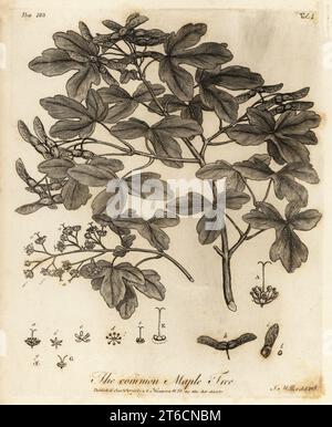 Acero da campo, Acer campestre. Common Maple Tree. Incisione su lastra di rame disegnata e incisa da John Miller (Johann Sebastian Muller) da John Evelyns Sylva, or A Discourse of Forest Trees and the Propagation of Timer, J. Dodsley, Londra, 1776. Foto Stock