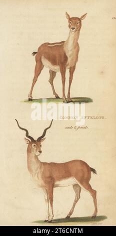 Blackbuck o antilope comune, maschio e femmina, Antilope cervicapra. Incisione su copperplate a mano di James Heath da George Shaws General Zoology: Mammalia, Thomas Davison, Londra, 1801. Foto Stock