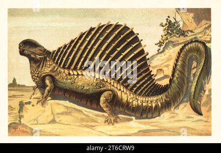 Dimetrodon limbatus con la sua caratteristica vela neurale sulla schiena. Specie estinte di sinapsidi non mammiferi del Cisuralian (Permiano inferiore). Dimetrodon incisivus Cope. Illustrazione stampata a colori di F. John di Wilhelm Bolsches Tiere der Urwelt (animali del mondo preistorico), Reichardt Cocoa Company, Amburgo, 1908. Foto Stock