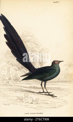 starling lucido dalla coda lunga, Lamprotornis caudatus. Grakle dalla coda lunga, Lamprotornis longicauda. Incisione in acciaio colorato a mano di William Lizars dopo un'illustrazione di William John Swainson dal suo Birds of Western Africa in Sir William Jardines Naturalists Library: Ornithology, Lizars, Edimburgo, 1837. Foto Stock