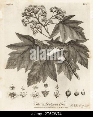 Albero di servizio selvaggio, pedine e scacchiera, Sorbus torminalis. Wild Service Tree, Crataegus torminalis. Incisione su lastra di rame disegnata e incisa da John Miller (Johann Sebastian Muller) da John Evelyns Sylva, or A Discourse of Forest Trees and the Propagation of Timer, J. Dodsley, Londra, 1776. Foto Stock