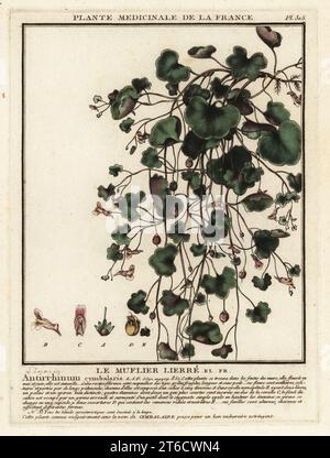 Toadflax di Ivy-leaved, muralis di Cymbaria. Le muflier lierre, Antirrhinum cymbalaria. Incisione su copperplate stampata in tre colori da Pierre Bulliard dal suo Herbier de la France, ou collezione complete des plantes indigenes de ce royaume, Didot jeune, Debure et Belin, 1780-1793. Foto Stock