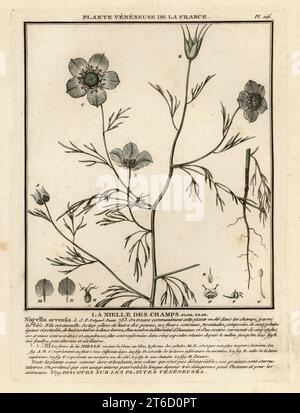 Amore-in-una-nebbia. La nielle des champs, Nigella arvensis. Incisione su copperplate stampata in tre colori da Pierre Bulliard dal suo Herbier de la France, ou collezione complete des plantes indigenes de ce royaume, Didot jeune, Debure et Belin, 1780-1793. Foto Stock