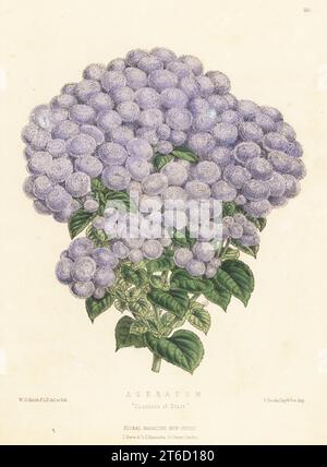 Hebeclinium macrophyllum cultivar. Come Ageratum, Contessa di Stair. Ibrido allevato a Castle Kennedy e venduto da B. S. Williams, Victoria and Paradise Nurseries, Holloway Road. Illustrazione botanica a mano disegnata e litografata da Worthington George Smith da Henry Honywood Dombrain's Floral Magazine, New Series, Volume 3, L. Reeve, Londra, 1874. Litografia stampata da Vincent Brooks, Day & Son. Foto Stock