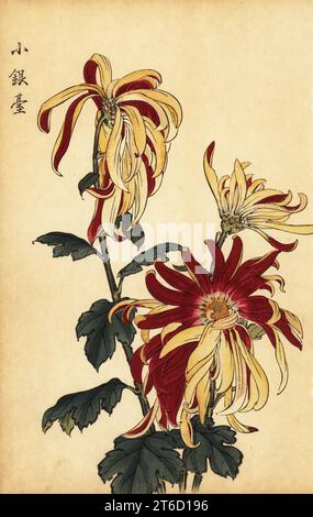 Ibrido giallo e crisantemo cremisi, Chrysanthemum indicum. Stampa a blocchi di legno colorato a mano dopo Keika Hasegawa da Keika Hyakugiku, 100 Chrysanthemi di Keika, pubblicato da Naosaburo Yamada, Kyoto, Giappone, 1893. Keika Hasegawa ha disegnato fiori e motivi per il kimono a Kyoto negli ultimi anni del XIX secolo. Foto Stock