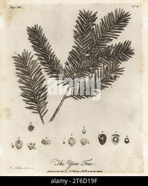 Yew Tree, Taxus baccata. Yew Tree. Incisione su lastra di rame disegnata e incisa da John Miller (Johann Sebastian Muller) da John Evelyns Sylva, or A Discourse of Forest Trees and the Propagation of Timer, J. Dodsley, Londra, 1776. Foto Stock