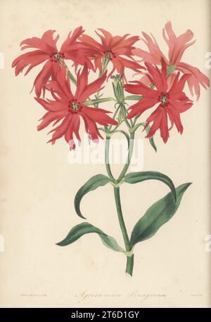 Lychnis cinese o jian chun luo, Lychnis senno. Trovato da Alexander von Bunge nelle montagne Altai. Silene banksia. Il campion scarlatto del dottor Bunge, Agrostemma bungeana. Illustrazione botanica a mano disegnata e incisa da Frederick William Smith del Joseph Paxtons Magazine of Botany, and Register of Flowering Plants, volume 4, Orr and Smith, Londra, 1837. Foto Stock