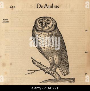 Piccolo gufo, Athene noctua (Noctua saxatalis). De Avibus. Incisione su legno dopo un'illustrazione di Lucas Schan e Conrad Gessner da Conrad Gessners Historiae Animalium, De avium natura, Francoforte, Wechel for Cambier, 1585. Foto Stock