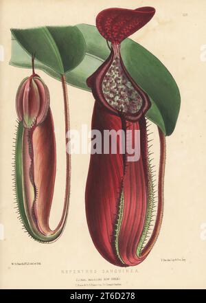 Pianta della caraffa rossa, Nepenthes sanguinea. Pianta carnivora di pitcher dell'altopiano originaria della Malesia e della Thailandia. Venduto dalla Sig.ra Veitch and Sons Nursery, Chelsea. Illustrazione botanica a mano disegnata e litografata da Worthington George Smith da Henry Honywood Dombrain's Floral Magazine, New Series, Volume 3, L. Reeve, Londra, 1874. Litografia stampata da Vincent Brooks, Day & Son. Foto Stock