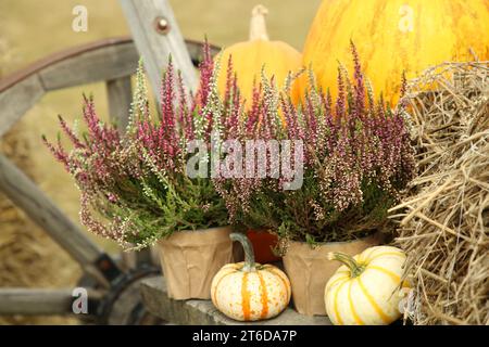 Bellissimi fiori di erica in pentole e zucche in un carrello di legno all'aperto Foto Stock