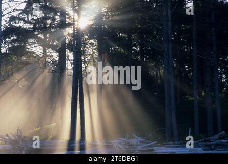 Nebbia costiera con raggi di sole al Ruby Beach, Parco Nazionale di Olympic, Washington Foto Stock