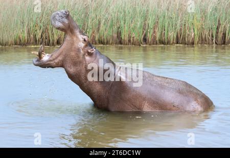 Un ippopotamo si trova nell'acqua con la bocca aperta verso l'alto Foto Stock