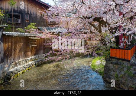 Kyoto, Giappone - 2 aprile 2023: Shinbashi dori è il luogo dove le case da tè Gion-ochaya si trovano fianco a fianco sulla strada insieme alla corsa di Shir Foto Stock