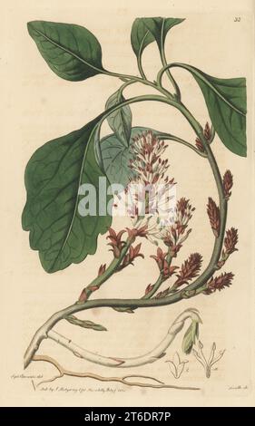 Allegheny pachysandra, Allegheny spurge o pachysandra finale, Pachysandra procumbens. Originario delle montagne Allegheny, Nord America, esemplare disegnato nel vivaio di Joseph Kirke, Old Brompton. Incisione su copperplate a mano di P.W. Smith dopo un'illustrazione botanica di Sydenham Edwards dal suo stesso registro botanico, J. Ridgeway, Londra, 1815. Foto Stock