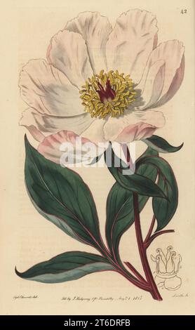 Peonia cinese, peonia erbacea cinese o peonia comune da giardino, Paeonia lactiflora. Originario della Cina, inviato dalla Siberia dal botanico prussiano Peter Simon Pallas nel 1784. Peonia sculente, Paeonia albiflora. Incisione su copperplate a mano di P.W. Smith dopo un'illustrazione botanica di Sydenham Edwards dal suo stesso registro botanico, J. Ridgeway, Londra, 1815. Foto Stock