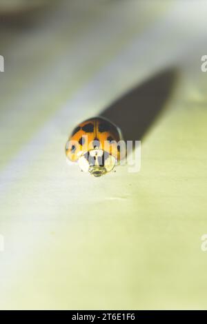Primo piano di un ladybird (ladybug) su sfondo bianco, con ombra allungata. Foto Stock