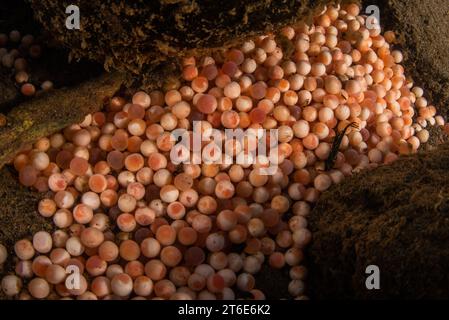 Uova o uova di salmone Chinook (Oncorhynchus tshawytscha) si trovano sul fondo di un fiume in California, dove questa specie ittica è in pericolo. Foto Stock