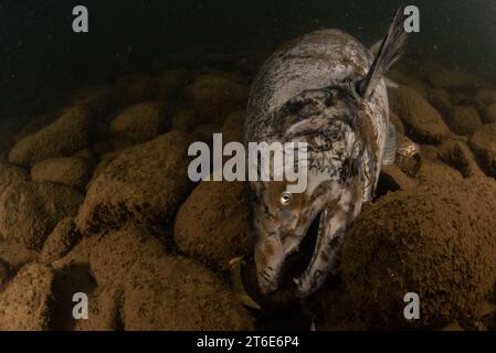 Una carcassa di salmone Chinook morta (Oncorhynchus tshawytscha) si trova sul fondo di un fiume in California, Stati Uniti. Foto Stock