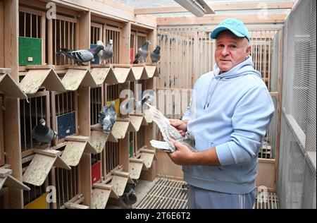 PRODUZIONE - 30 ottobre 2023, Baden-Württemberg, Königsbach-Stein: Andreas Drapa fanciullo di piccioni tiene un piccione da riproduzione in un loft di piccioni. Ha già vinto numerose competizioni con i suoi piccioni e vende animali in tutto il mondo. L'allevatore della regione di Enzkreis vive per i suoi animali. (A dpa 'Racing Pigeons from Baden in Demand Worldwide') foto: Bernd Weißbrod/dpa Foto Stock