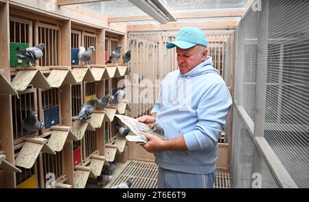 PRODUZIONE - 30 ottobre 2023, Baden-Württemberg, Königsbach-Stein: Andreas Drapa fanciullo di piccioni tiene un piccione da riproduzione in un loft di piccioni. Ha già vinto numerose competizioni con i suoi piccioni e vende animali in tutto il mondo. L'allevatore della regione di Enzkreis vive per i suoi animali. (A dpa 'Racing Pigeons from Baden in Demand Worldwide') foto: Bernd Weißbrod/dpa Foto Stock