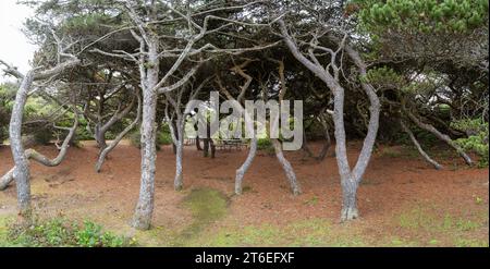 Panorama dell'area picnic presso il Carl G Washburne Memorial State Park sulla costa del Pacifico, Oregon, Stati Uniti Foto Stock