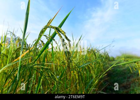 Primo piano sui semi di riso in orecchie di risone. Splendido campo di riso dorato e orecchie di riso. Foto Stock