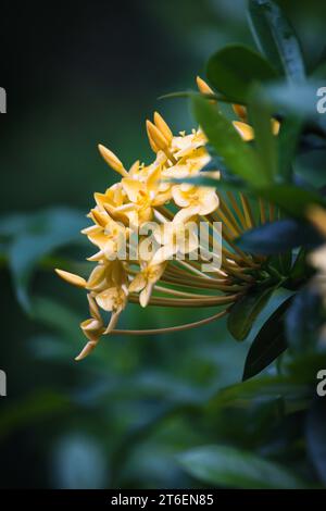 Fiore con contrasto elevato o sfondo scuro Foto Stock