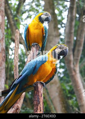 Macaw blu e giallo (Ara arauna), noto anche come macaw blu e oro. Foto Stock