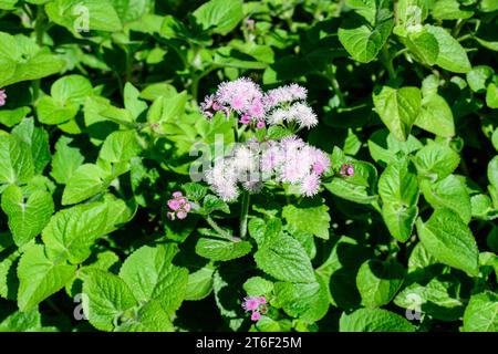 Grande gruppo di fiori rosa di pianta di Ageratum houstonianum comunemente nota come lossflower, bluemink, blueweed o pennello messicano in un giardino in una S. Foto Stock