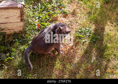 Il gatto birmano Blue American cammina lungo i sentieri del giardino Foto Stock