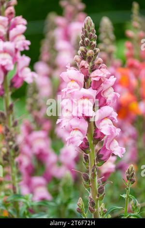 Antirrhinum Potomac Lavender, snapdragon Lavender, fiori rosa dusky Foto Stock